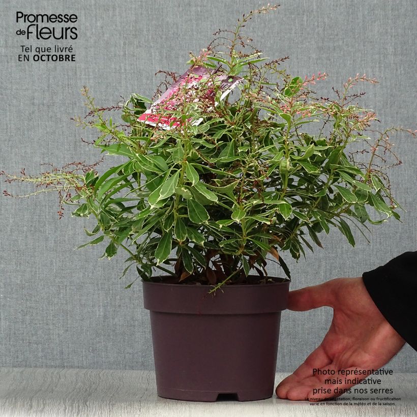 Exemplaar van Pieris japonica Ralto Roze - Japanse rotsheide Pot van 2 l/3 l zoals geleverd in de herfst