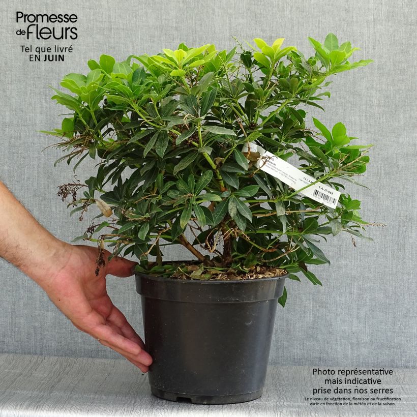 Exemplaar van Pieris japonica Sarabande - Japanse rotsheide Pot van 3 l/4 l zoals geleverd in de zomer
