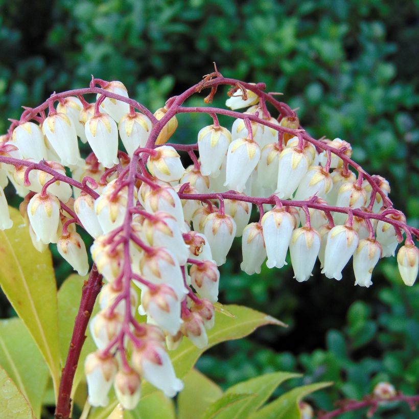 Pieris japonica Mountain Fire - Japanse rotsheide (Bloei)