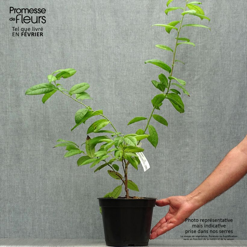 Exemplaar van Oxydendron arboreum - Zuurboom Pot van 4 l/5 l zoals geleverd in de herfst