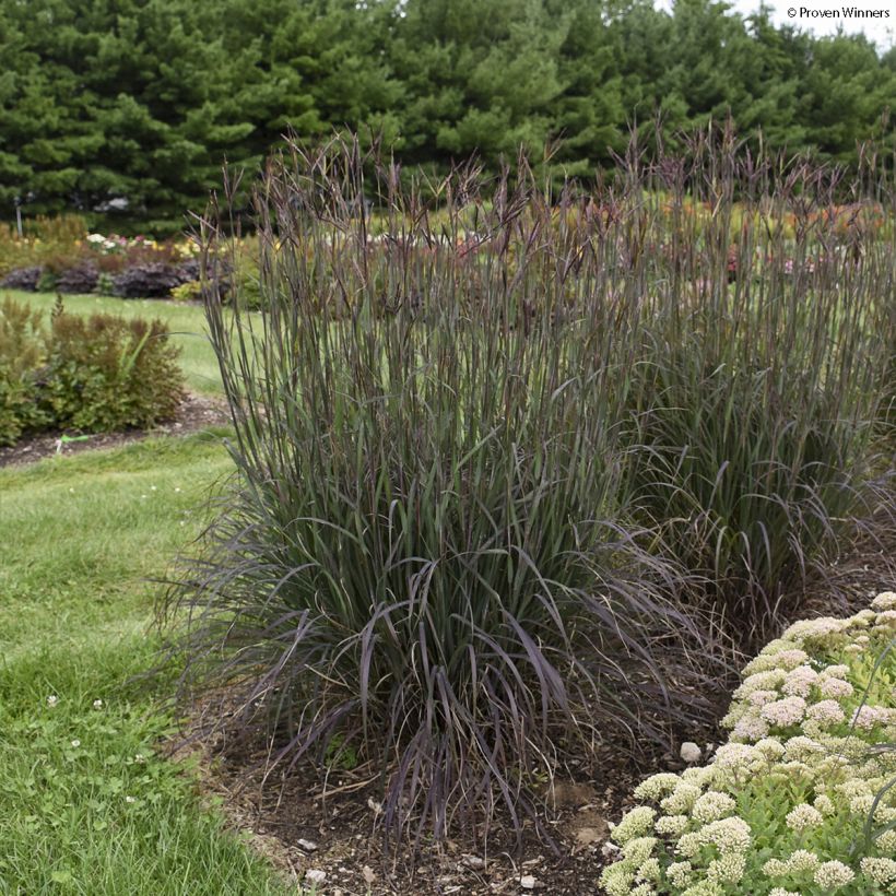 Andropogon gerardii Blackhawks - Baardgras (Groeiplaats)