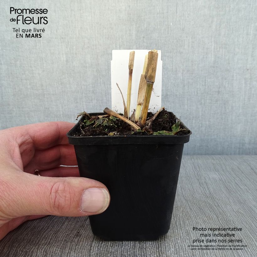 Exemplaar van Andropogon gerardii Blackhawks Godet de 8/9 cm zoals geleverd in de winter