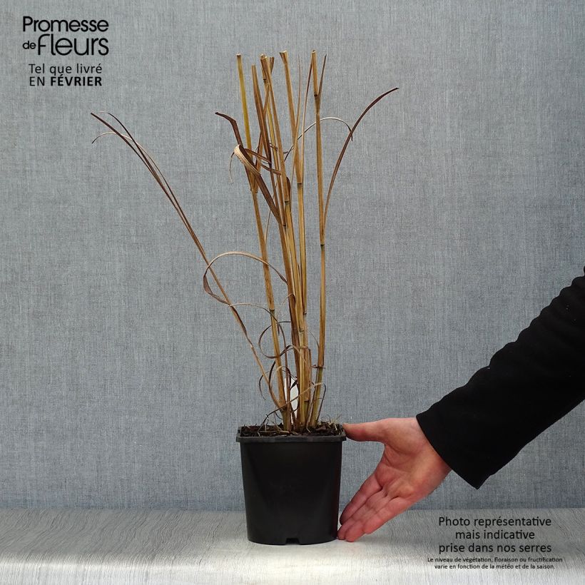 Exemplaar van Andropogon gerardii Blackhawks - Baardgras Pot van 2 l/3 l zoals geleverd in de winter