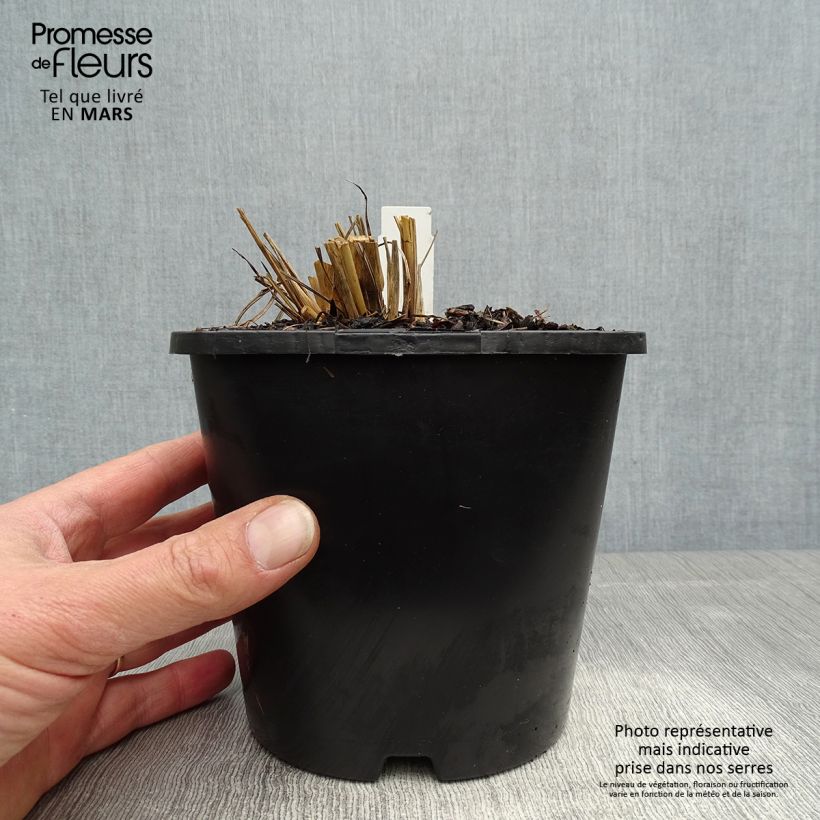 Exemplaar van Andropogon gerardii Blackhawks - Baardgras Pot van 2 l/3 l zoals geleverd in de lente