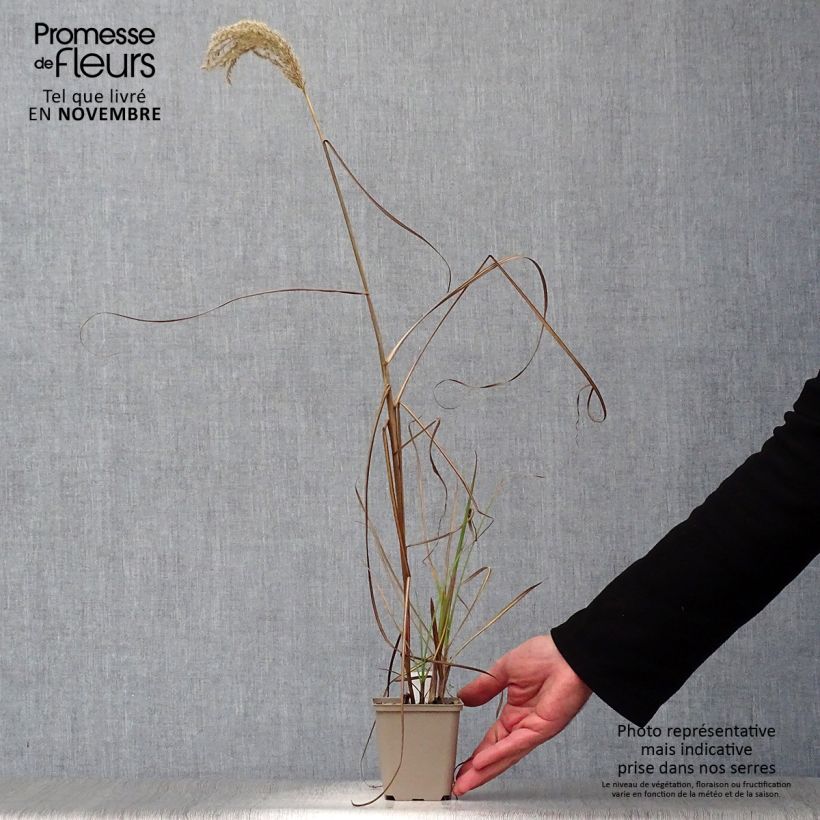 Exemplaar van Andropogon gerardii Prairie Sommer - Baardgras Kweekpotje van 8/9 cm zoals geleverd in de herfst