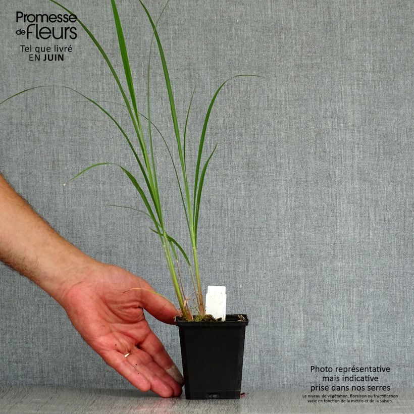 Exemplaar van Andropogon gerardii Prairie Sommer - Baardgras Kweekpotje van 8/9 cm zoals geleverd in de zomer