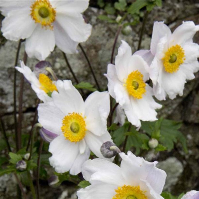 Anemone Ruffled Swan - Herfstanemoon (Flowering)