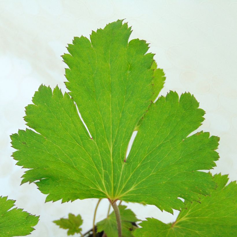 Anemone Ruffled Swan - Herfstanemoon (Foliage)