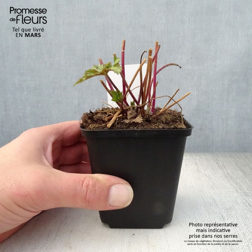 Example of Anemone Ruffled Swan - Herfstanemoon Kweekpotje van 8/9 cm as you get in printemps