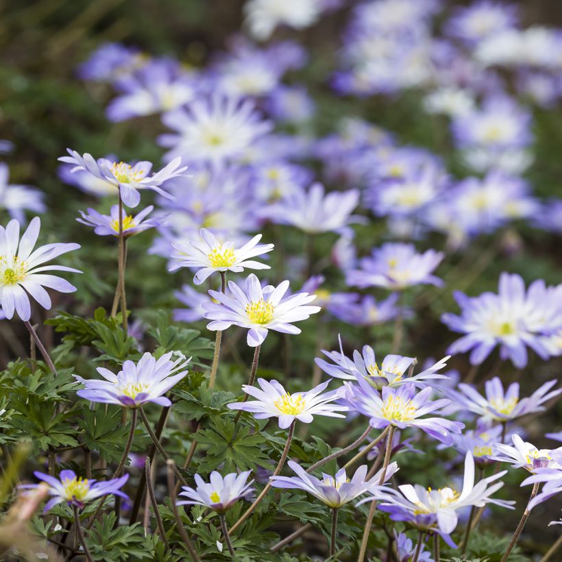 Anemone blanda Blue Splendour - Oosterse anemoon (Groeiplaats)