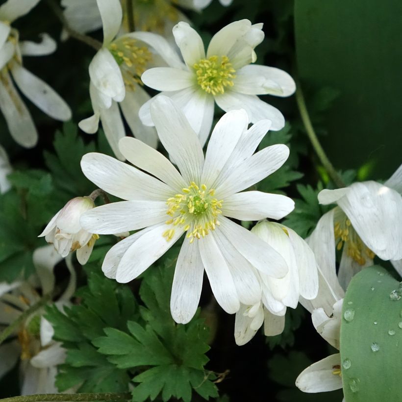 Anemone blanda White Splendour - Oosterse anemoon (Bloei)