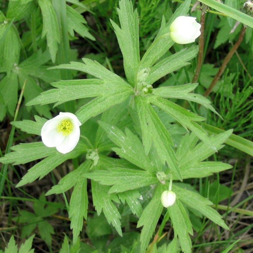 Anemone canadensis - Canadese anemoon (Blad)