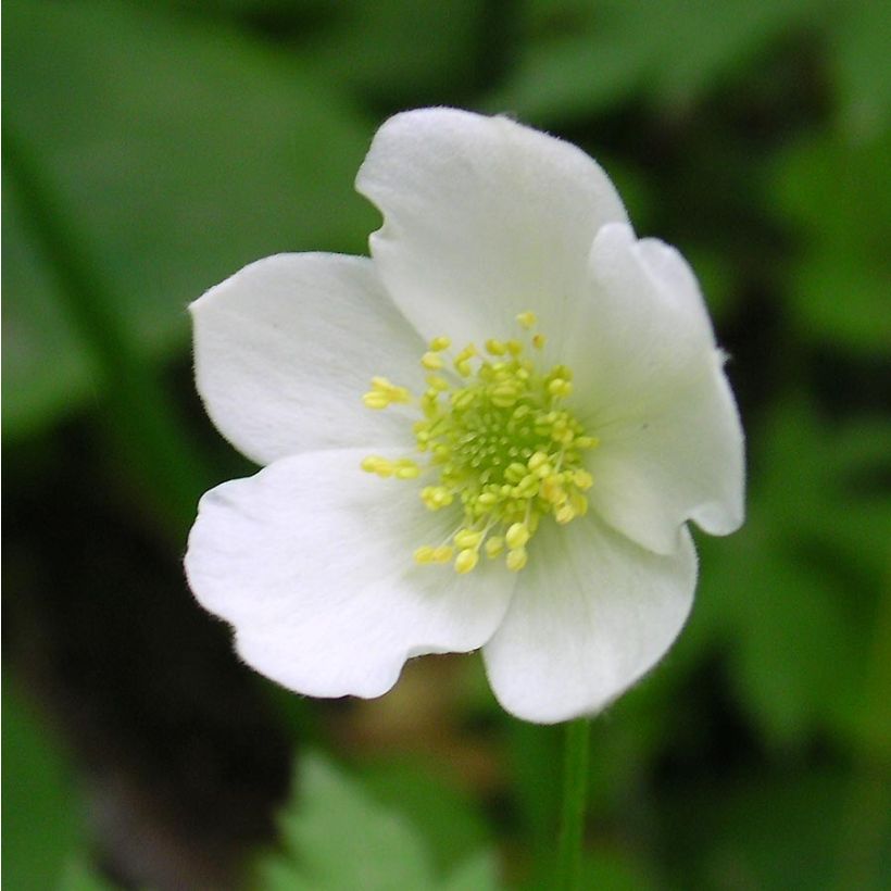 Anemone canadensis - Canadese anemoon (Bloei)