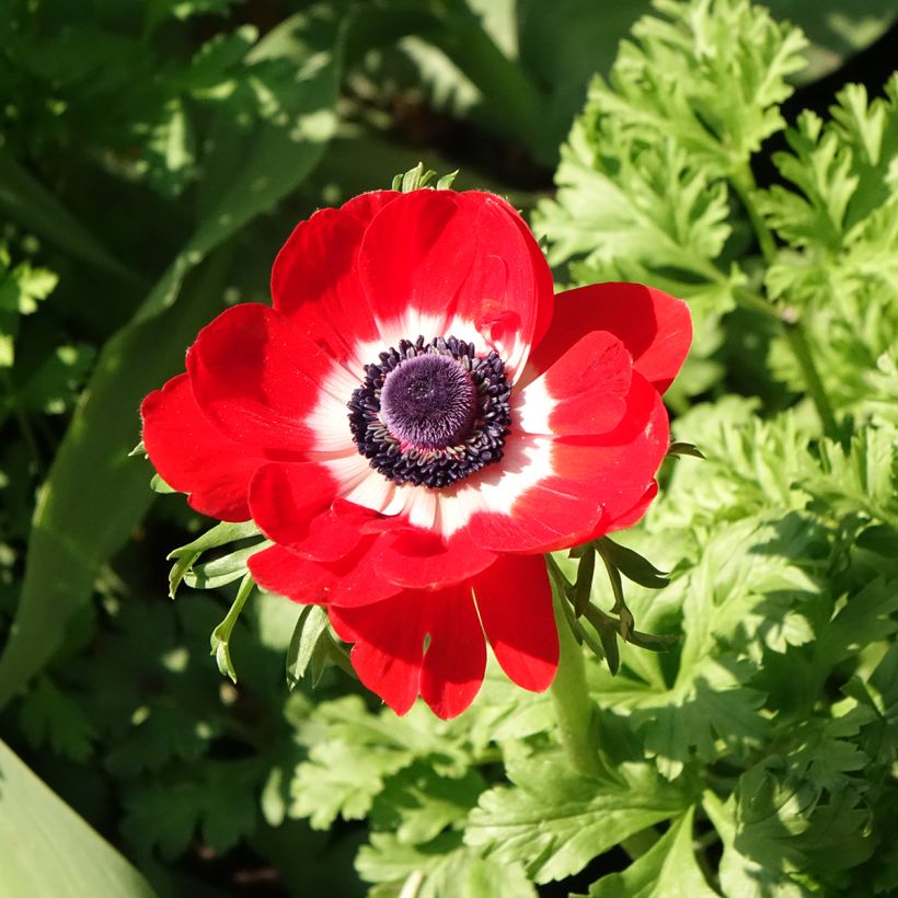 Anemone coronaria Hollandia - Klaproos-anemoon (Bloei)