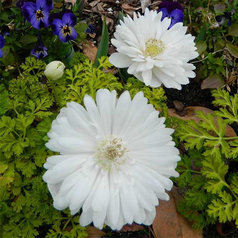 Anemone coronaria Mount Everest - Klaproos-anemoon (Bloei)