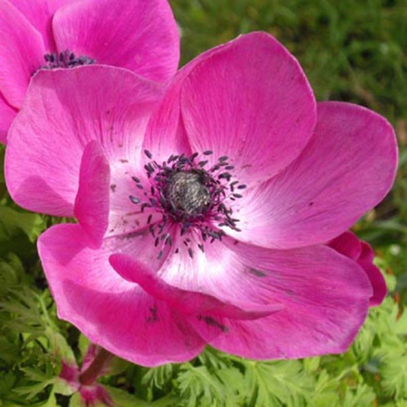 Anemone coronaria Sylphide - Klaproos-anemoon (Bloei)