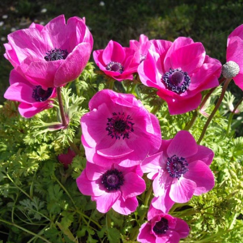 Anemone coronaria Sylphide - Klaproos-anemoon (Groeiplaats)