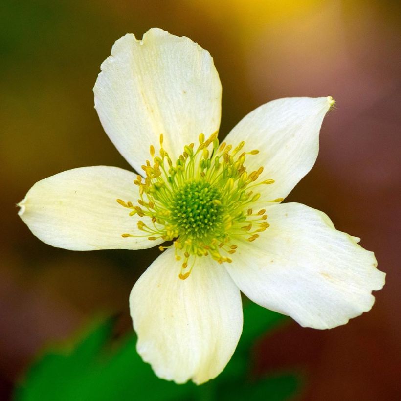 Anemone cylindrica - Kaarsanemoon (Bloei)