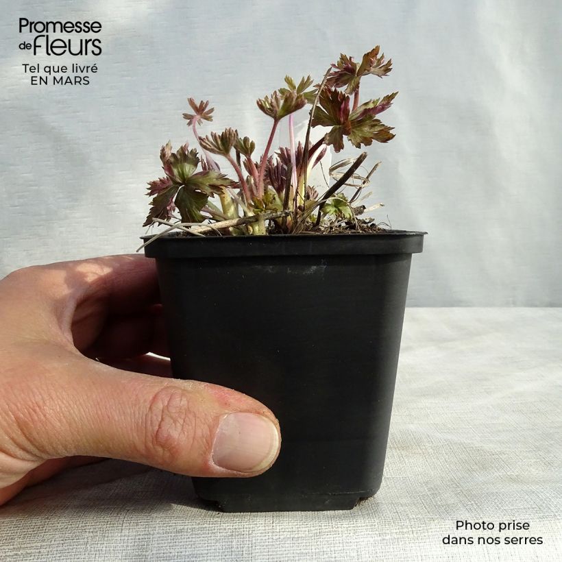 Exemplaar van Anemone cylindrica - Kaarsanemoon Kweekpotje van 8/9 cm zoals geleverd in de lente