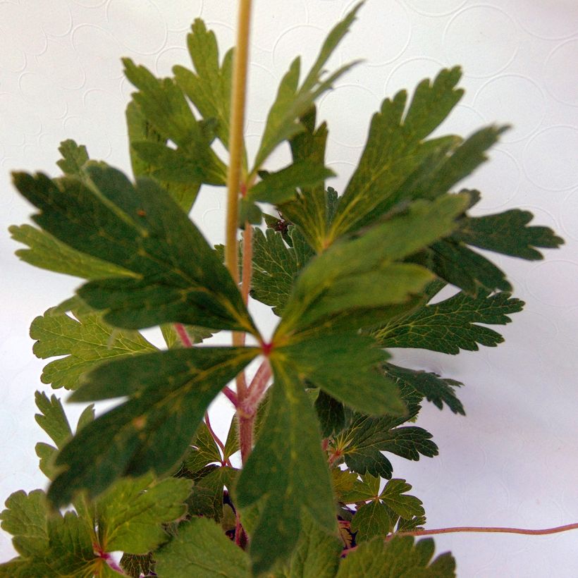 Anemone sylvestris - Grote anemoon (Blad)