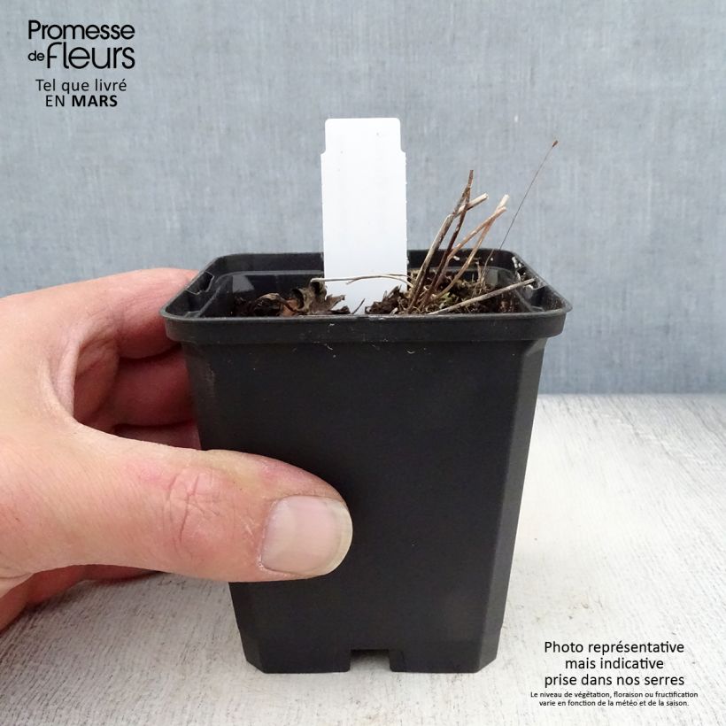 Exemplaar van Anemone rivularis - Oeveranemoon Kweekpotje van 8/9 cm zoals geleverd in de lente