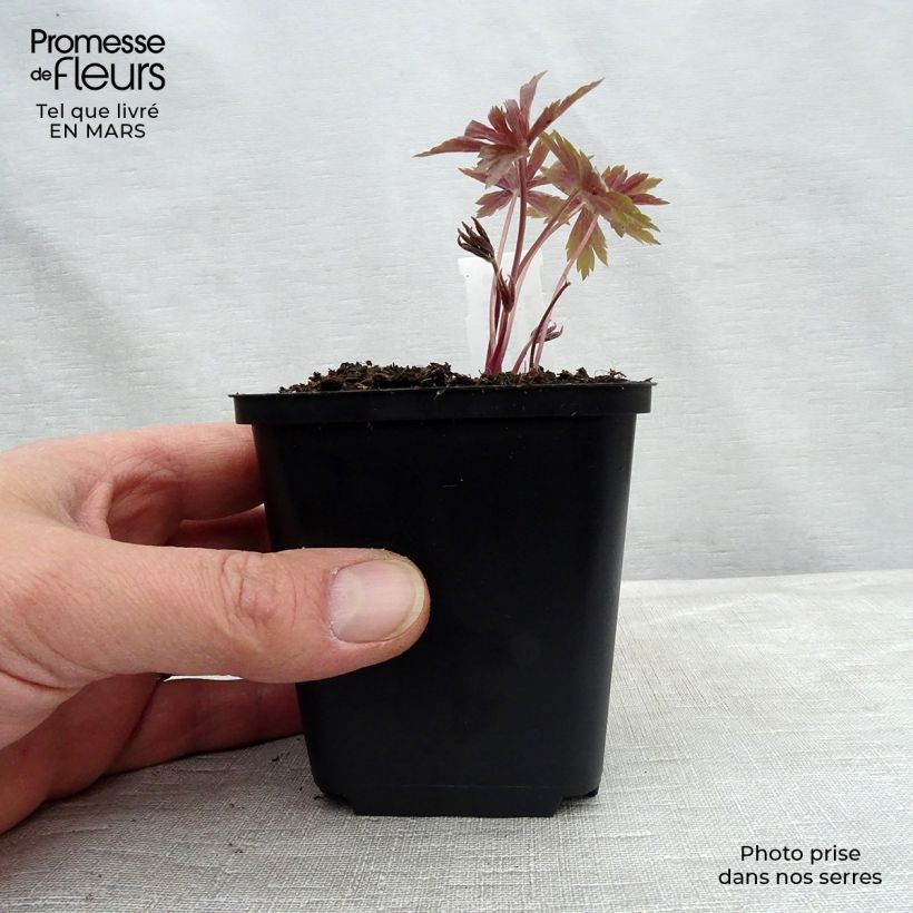 Exemplaar van Anemone canadensis - Canadese anemoon Kweekpotje van 8/9 cm zoals geleverd in de lente