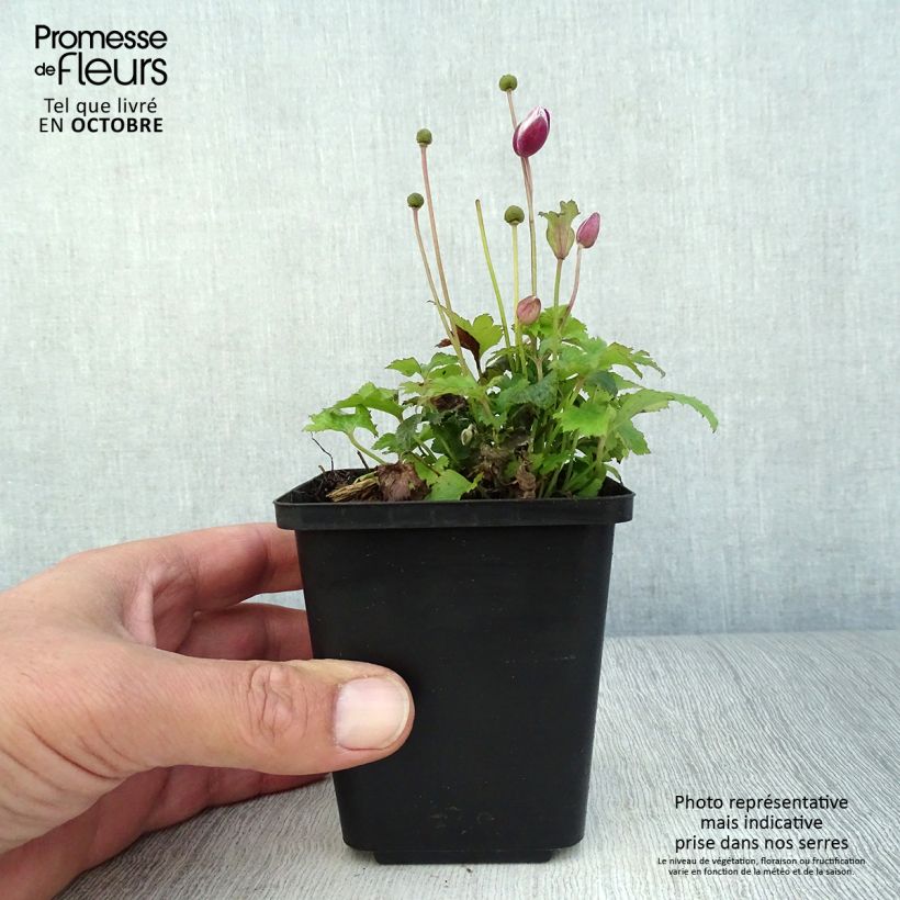 Exemplaar van Anemone hupehensis Alando Rose - Herfstanemoon Kweekpotje van 8/9 cm zoals geleverd in de herfst