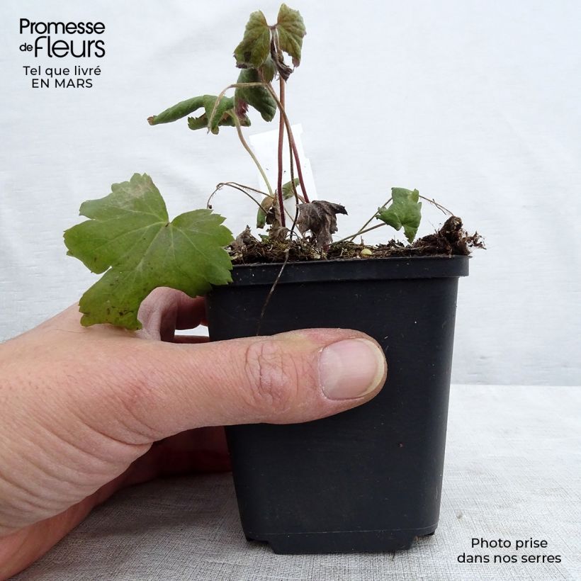 Exemplaar van Anemone Bressingham Glow - Herfstanemoon Kweekpotje van 8/9 cm zoals geleverd in de lente