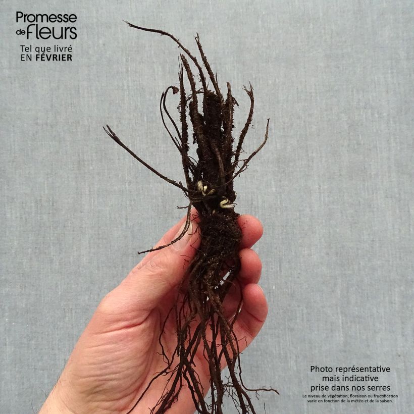 Exemplaar van Anemone hupehensis Crispa - Herfstanemoon Naakte wortel zoals geleverd in de winter