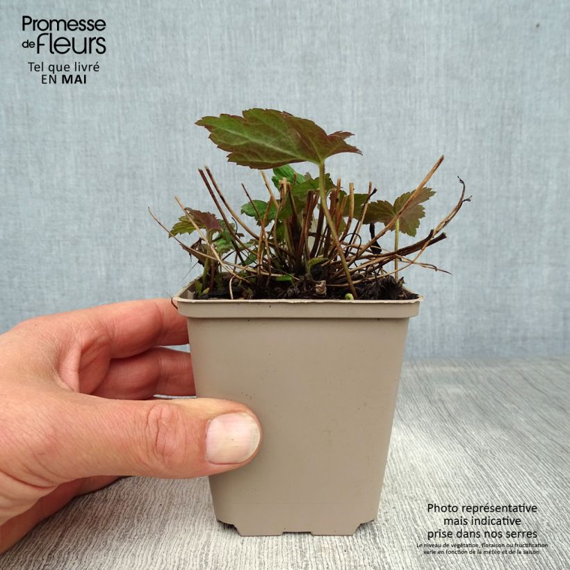 Exemplaar van Anemone Fantasy Jasmine - Herfstanemoon Kweekpotje van 8/9 cm zoals geleverd in de lente