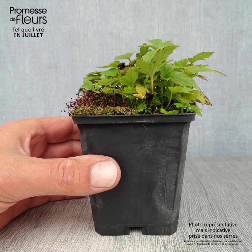 Exemplaar van Anemone hupehensis Pamina - Herfstanemoon Kweekpotje van 8/9 cm zoals geleverd in de zomer
