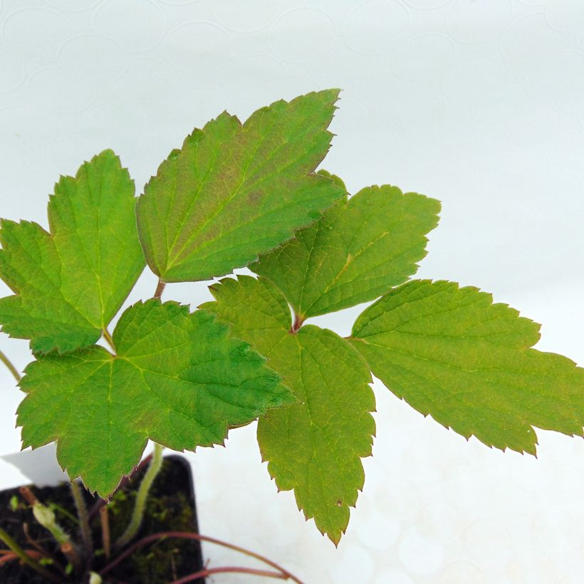 Anemone tomentosa Robustissima - Herfstanemoon (Blad)