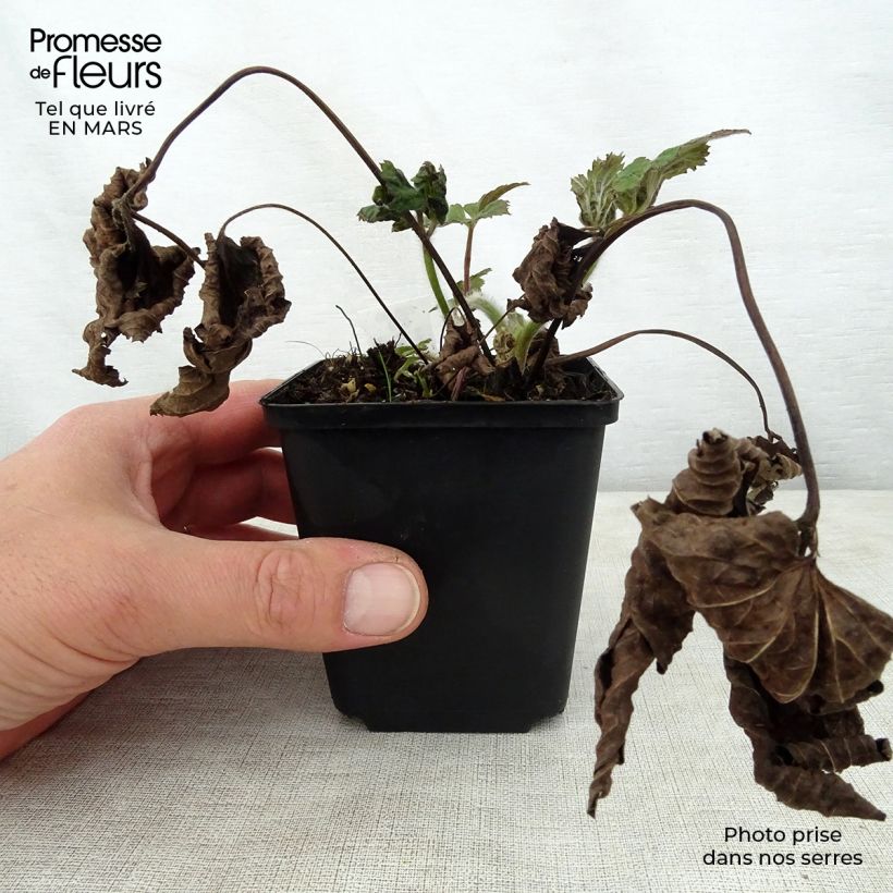 Exemplaar van Anemone tomentosa Septemberglanz - Herfstanemoon Kweekpotje van 8/9 cm zoals geleverd in de lente