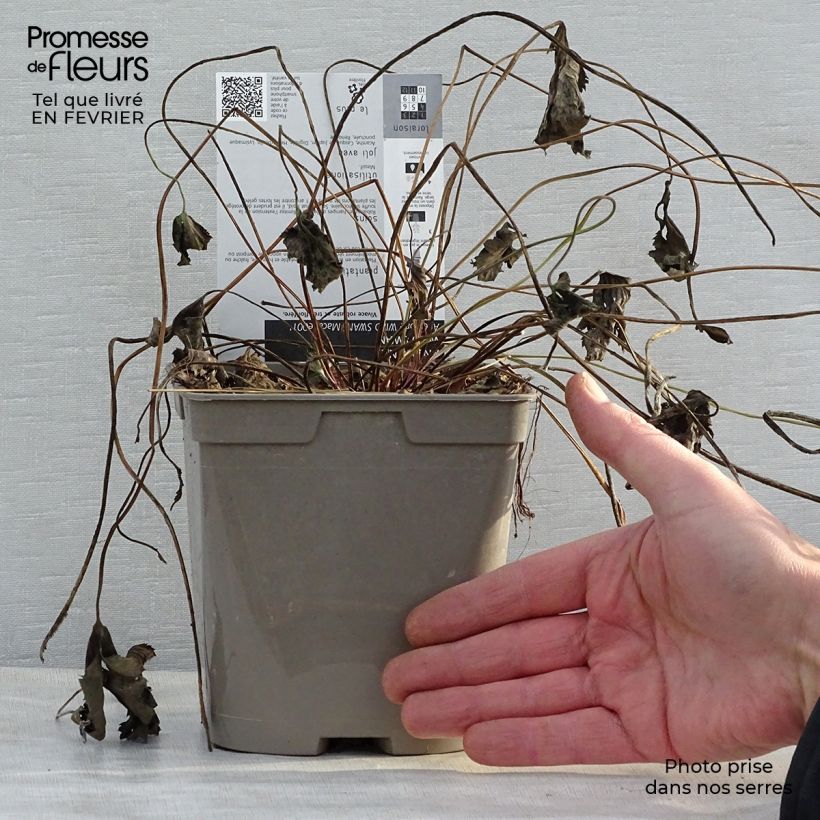 Exemplaar van Anemone Wild Swan - Herfstanemoon Pot van 2 l/3 l zoals geleverd in de winter