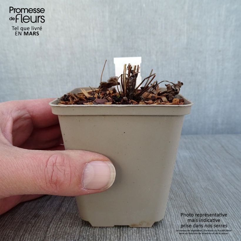 Exemplaar van Anemone Satin Doll Rosé - Herfstanemoon Kweekpotje van 8/9 cm zoals geleverd in de winter