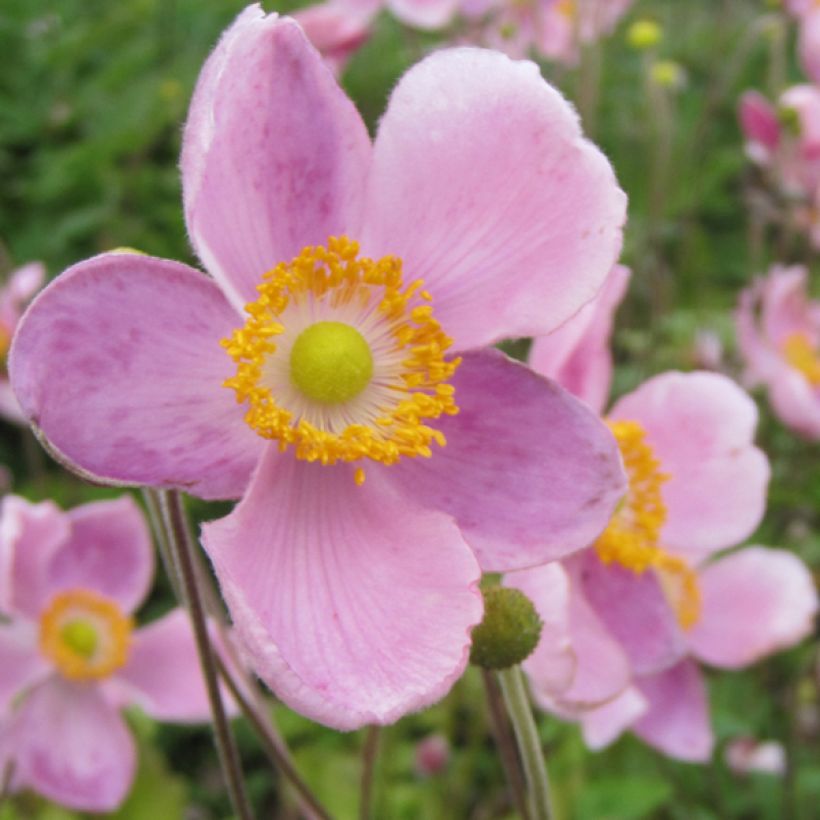 Anemone hupehensis Little Princess - Herfstanemoon (Bloei)