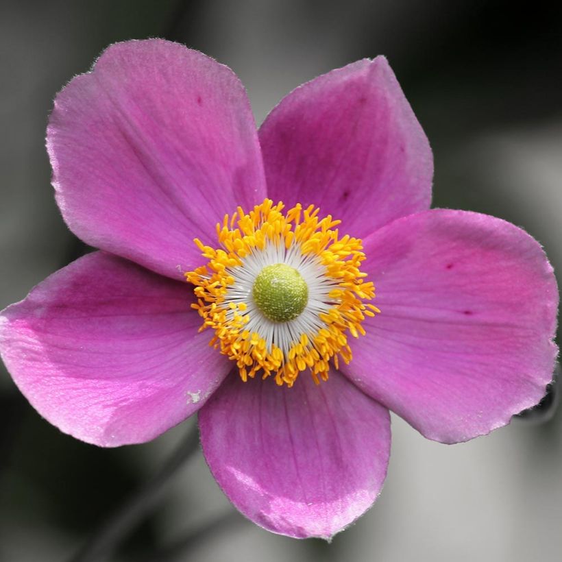 Anemone hupehensis Praecox - Herfstanemoon (Bloei)