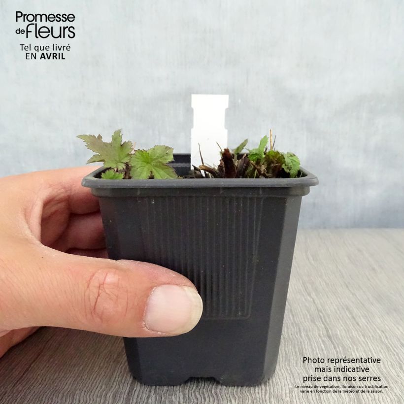 Exemplaar van Anemone hupehensis Praecox - Herfstanemoon Kweekpotje van 8/9 cm zoals geleverd in de lente