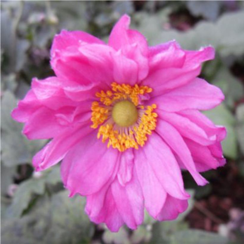 Anemone hupehensis Prinz Heinrich - Herfstanemoon (Bloei)