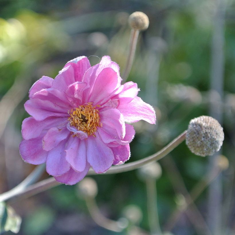 Anemone hupehensis Pamina - Herfstanemoon (Bloei)