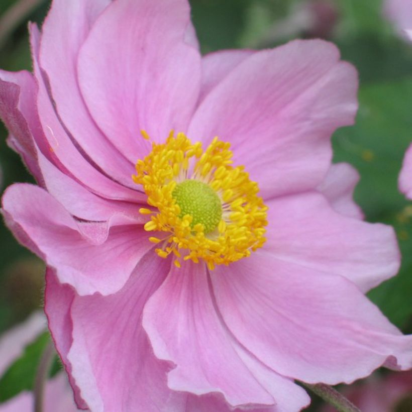 Anemone hybrida Rubra Plena - Herfstanemoon (Bloei)