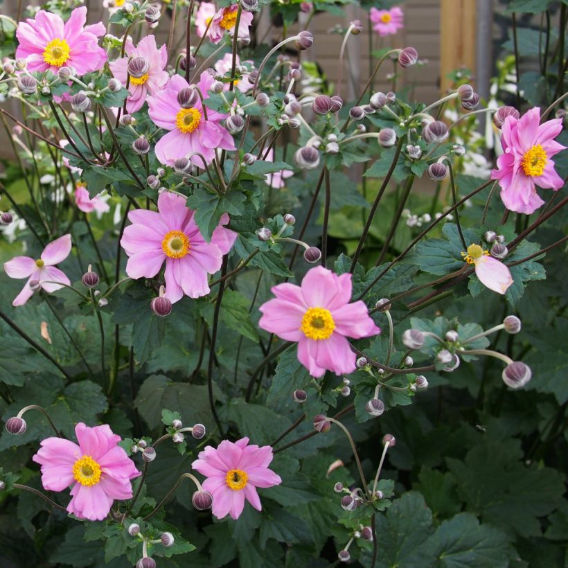 Anemone hybrida Rubra Plena - Herfstanemoon (Groeiplaats)