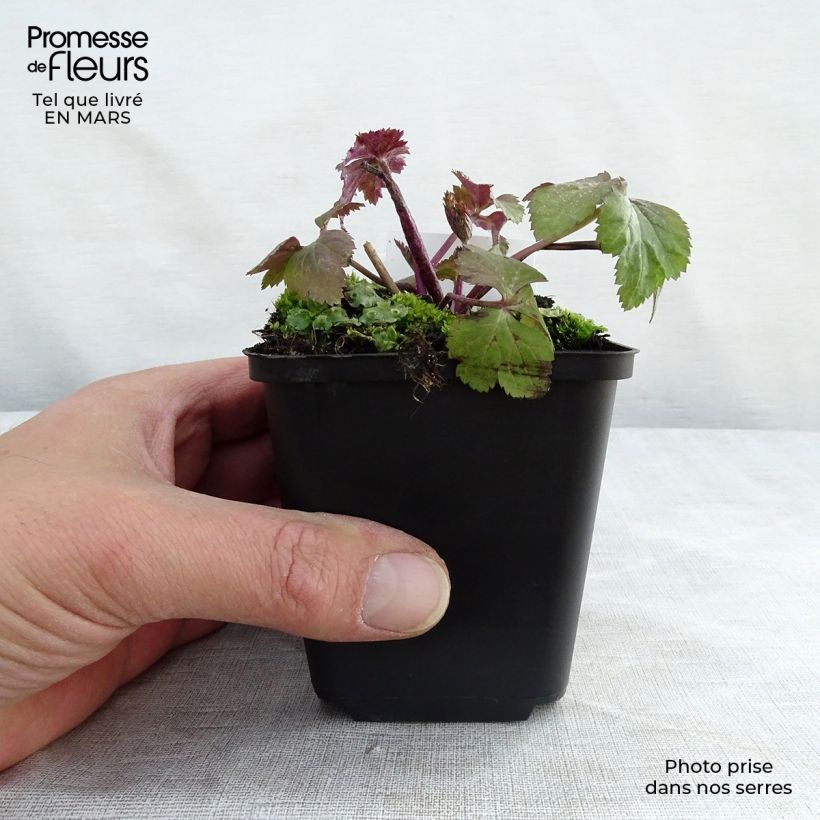 Exemplaar van Anemone Dainty Swan - Herfstanemoon Kweekpotje van 8/9 cm zoals geleverd in de lente