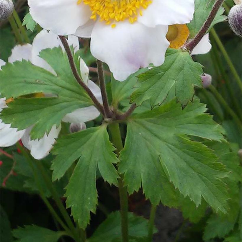 Anemone Elfin Swan - Herfstanemoon (Blad)