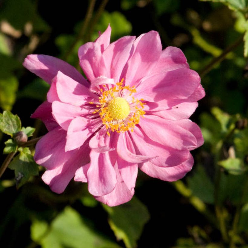 Anemone Margarete - Herfstanemoon (Bloei)