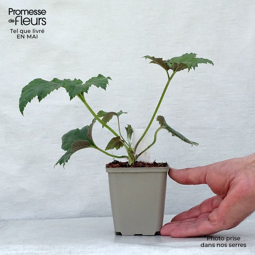 Exemplaar van Anemone hupehensis Tiki Sensation - Herfstanemoon Kweekpotje van 8/9 cm zoals geleverd in de lente