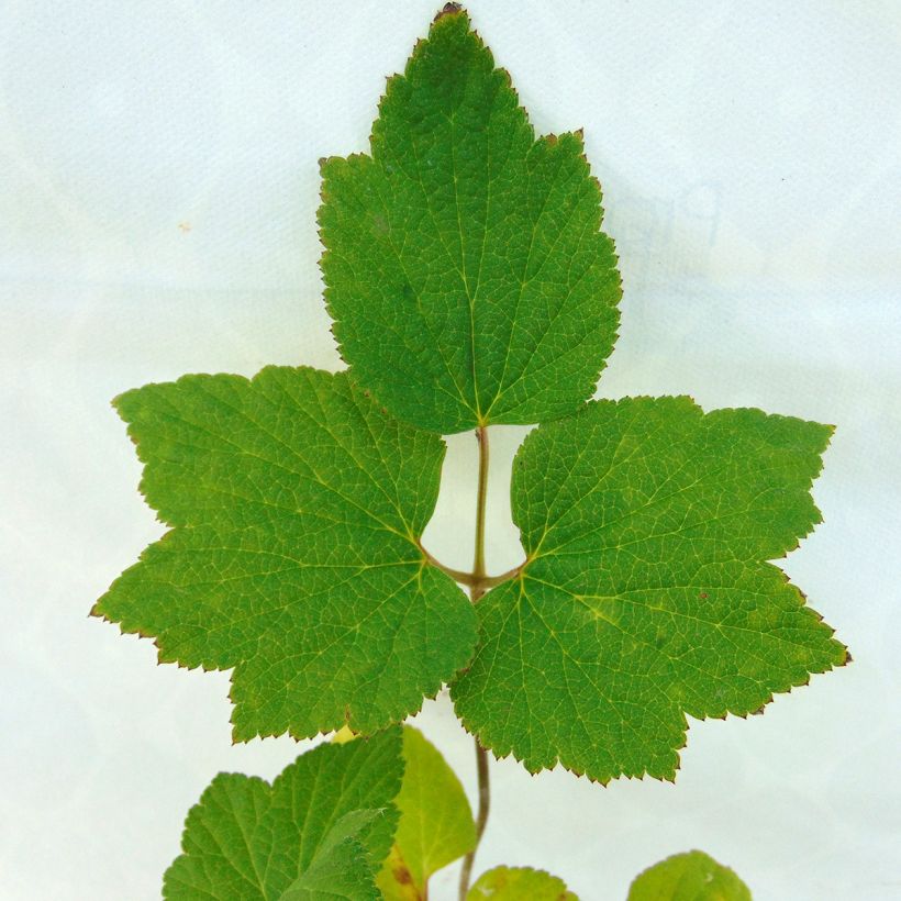 Anemone Andrea Atkinson - Herfstanemoon (Blad)