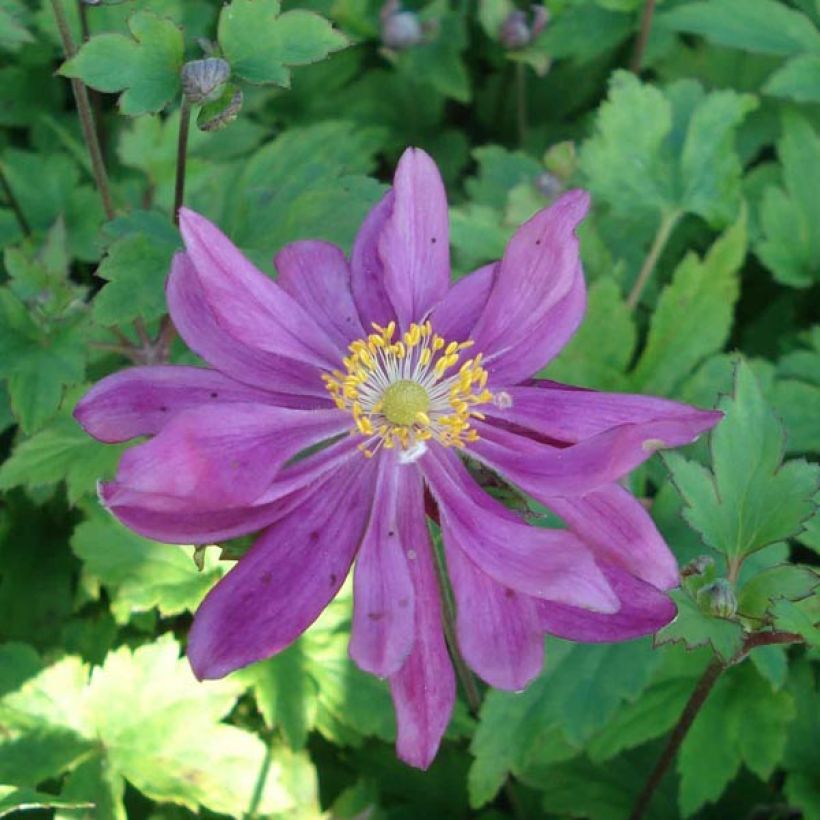 Anemone Bressingham Glow - Herfstanemoon (Bloei)