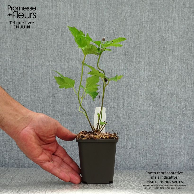 Exemplaar van Anemone Hadspen Abundance - Herfstanemoon Kweekpotje van 8/9 cm zoals geleverd in de zomer