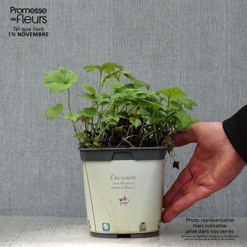 Exemplaar van Anemone Honorine Jobert - Herfstanemoon Pot van 2 l/3 l zoals geleverd in de herfst